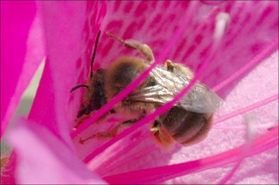 a bee on pink flower